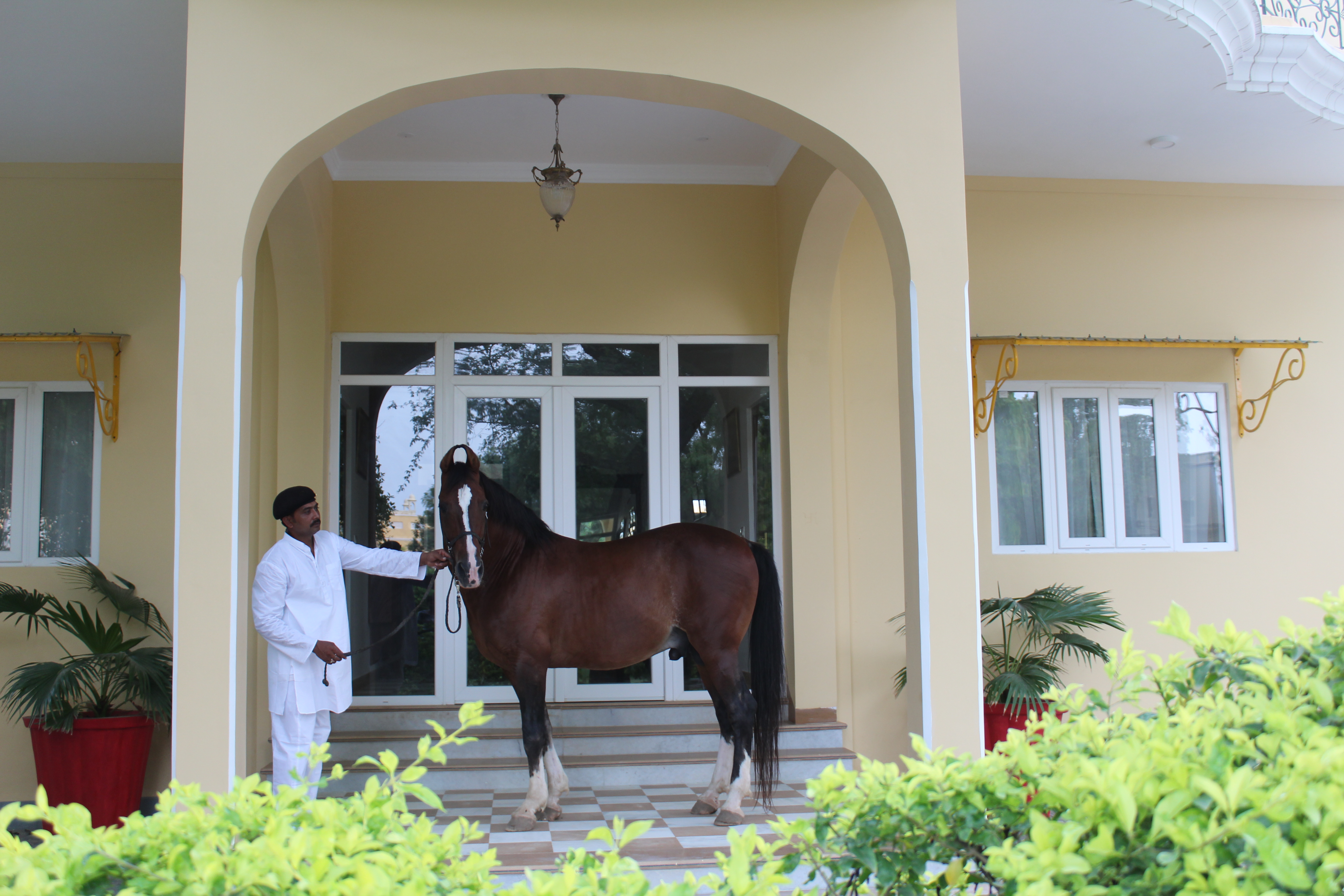 Horse Safari Experience