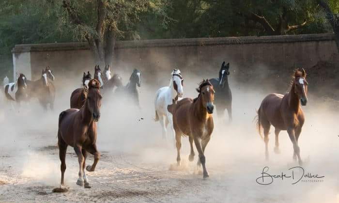Marwari Horses at Roop Niwas Kothi