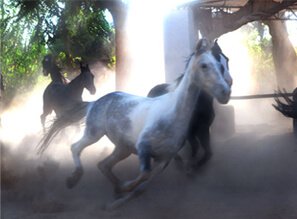 Marwari Horse at Roop Niwas Kothi