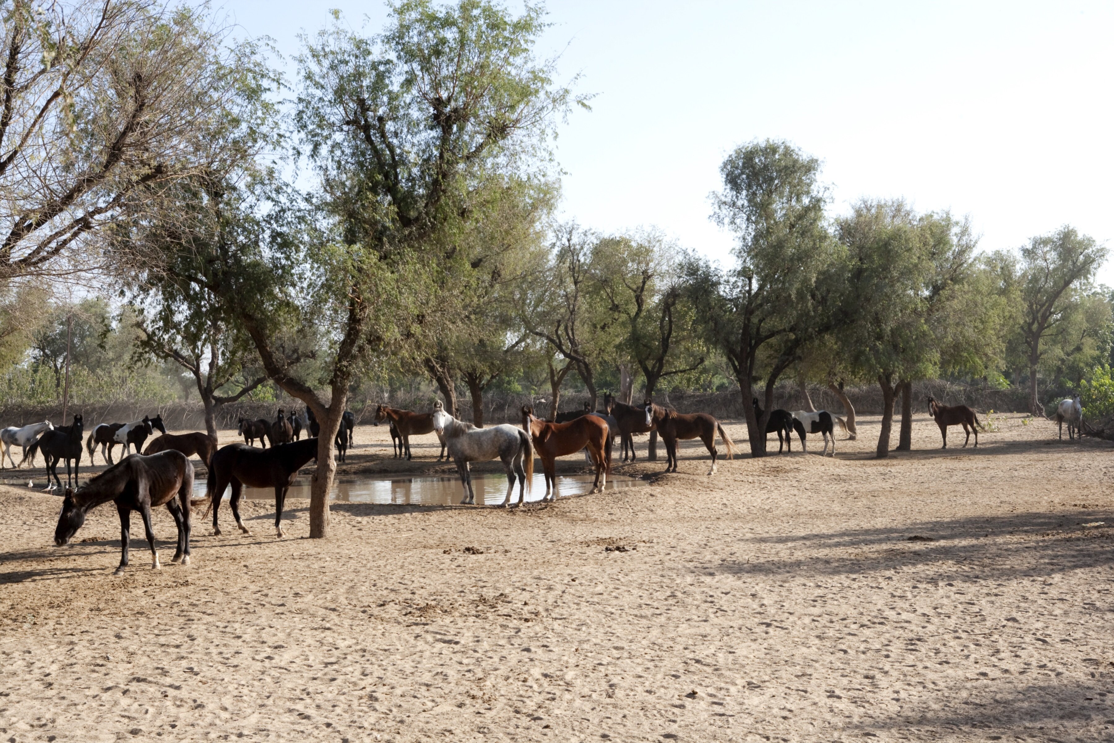 Roop Niwas Kothi Architecture